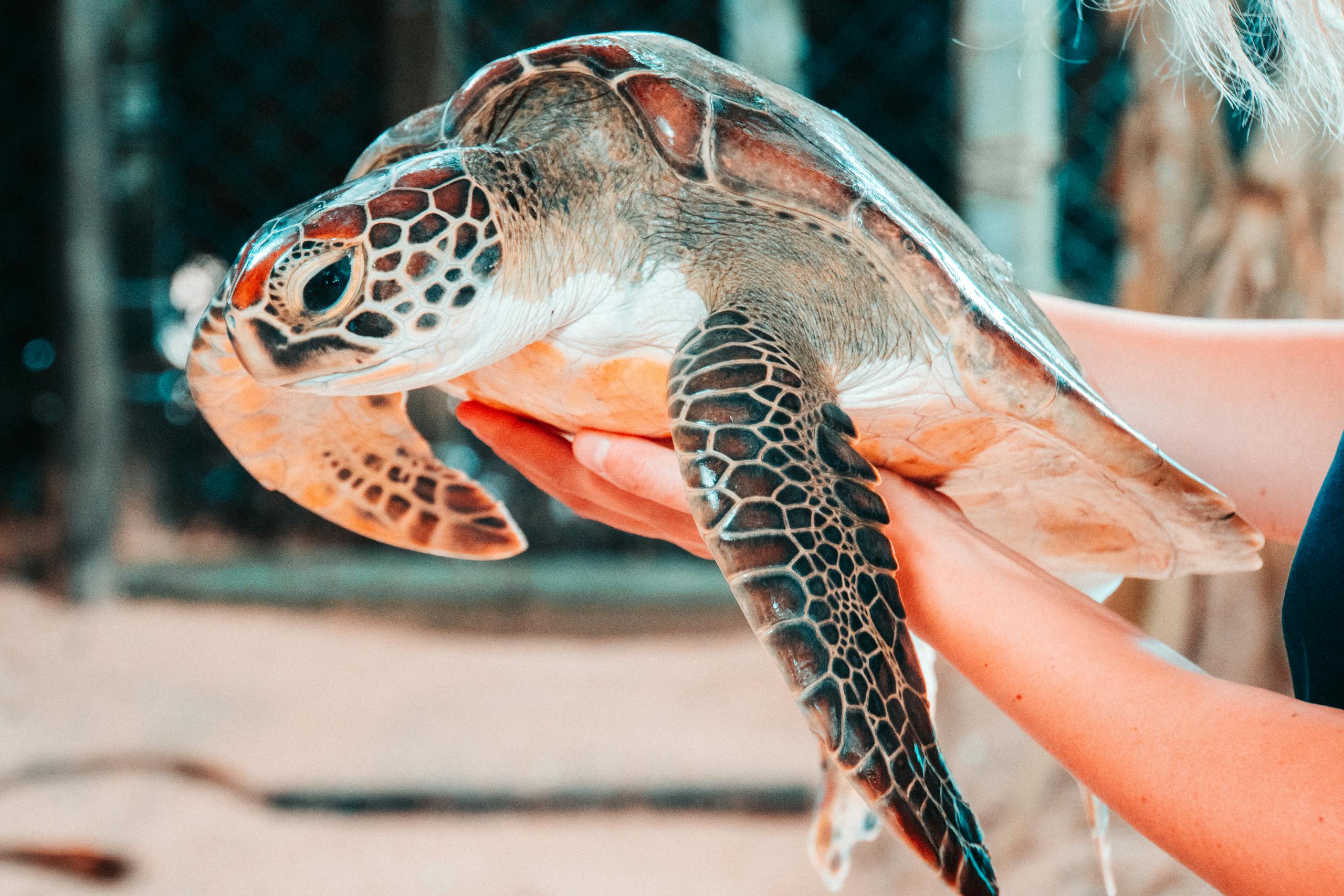 Close-up of hands holding a sea turtle at a zoo in Sri Lanka.