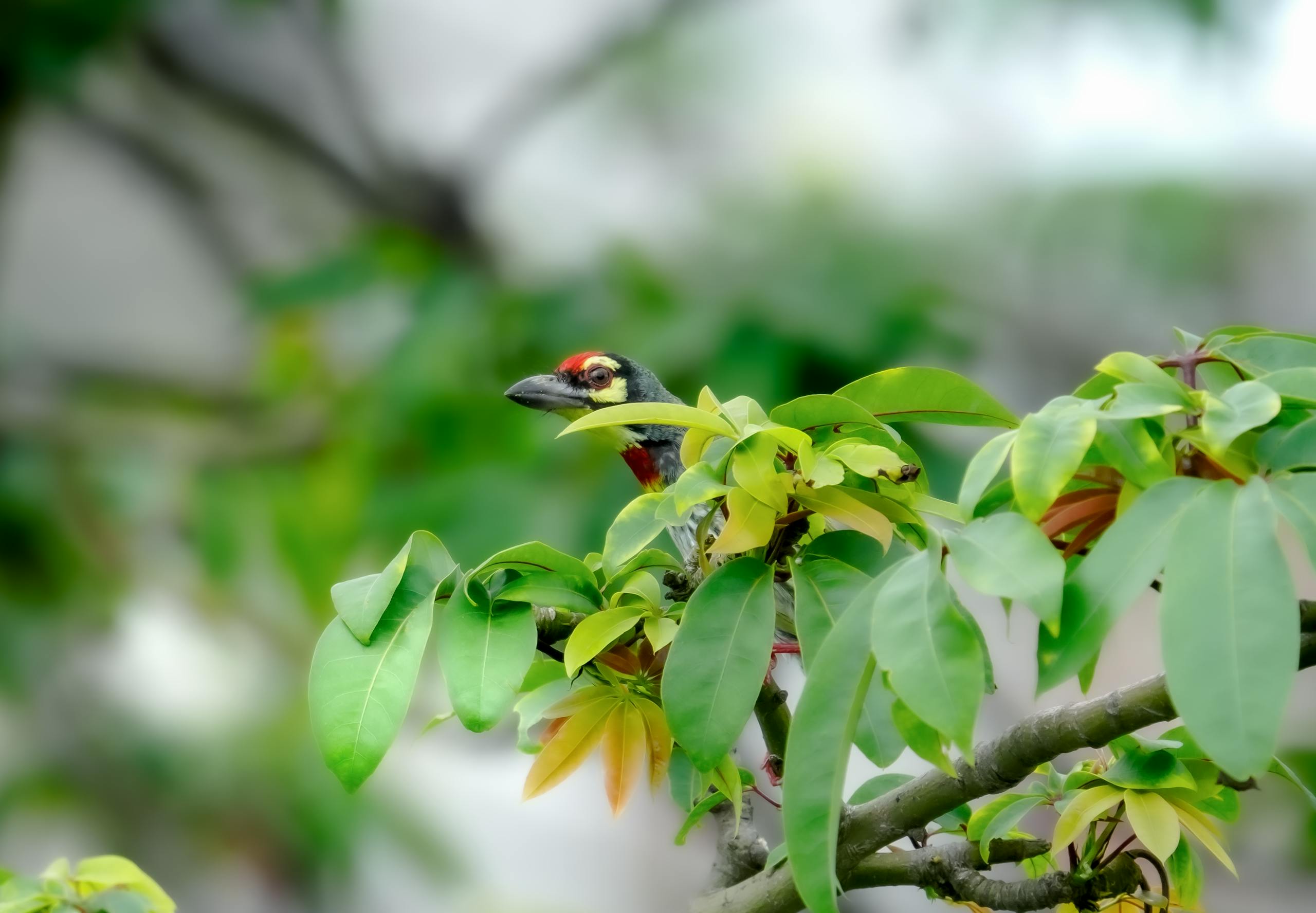 Coppersmith Barbet Bird