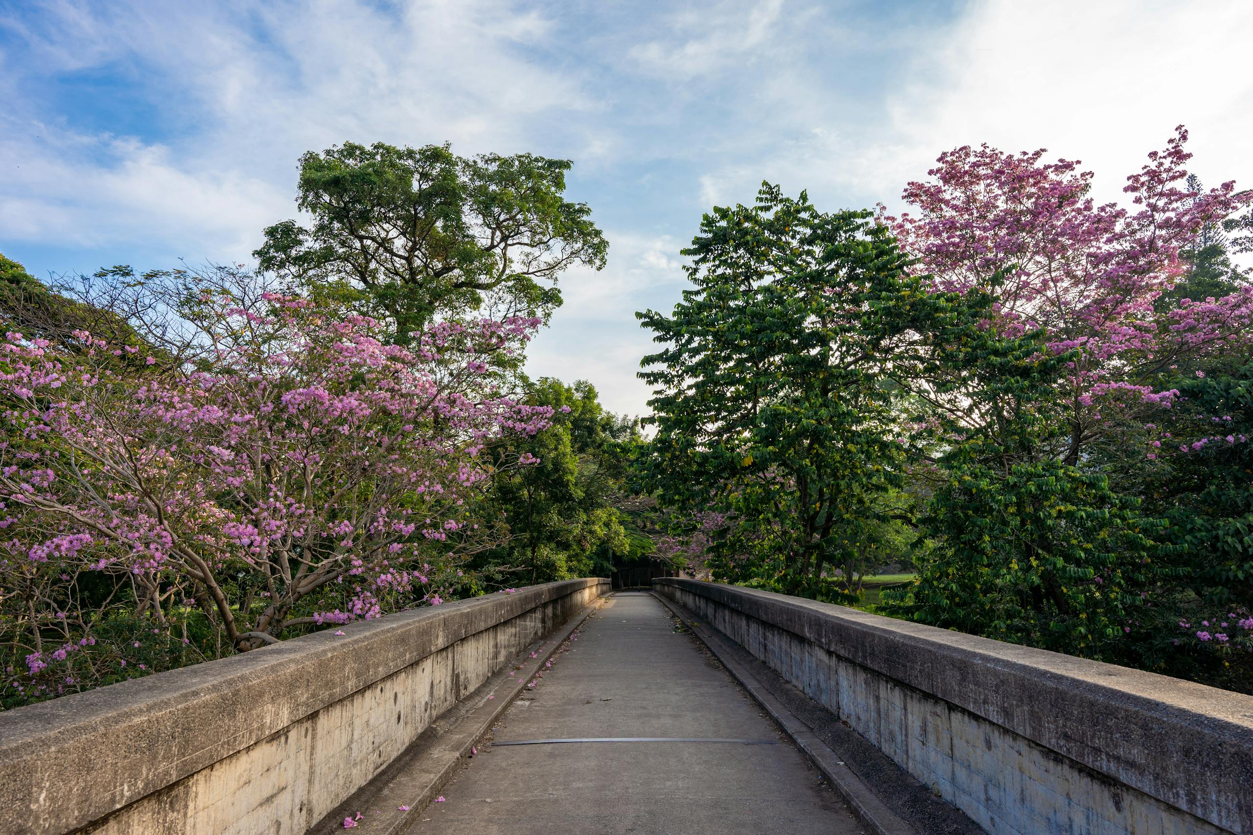 Serene pathway surrounded by pink flowering trees in Central Province, Sri Lanka.